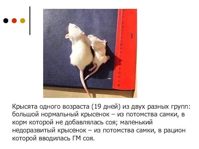 Крысята одного возраста (19 дней) из двух разных групп: большой нормальный