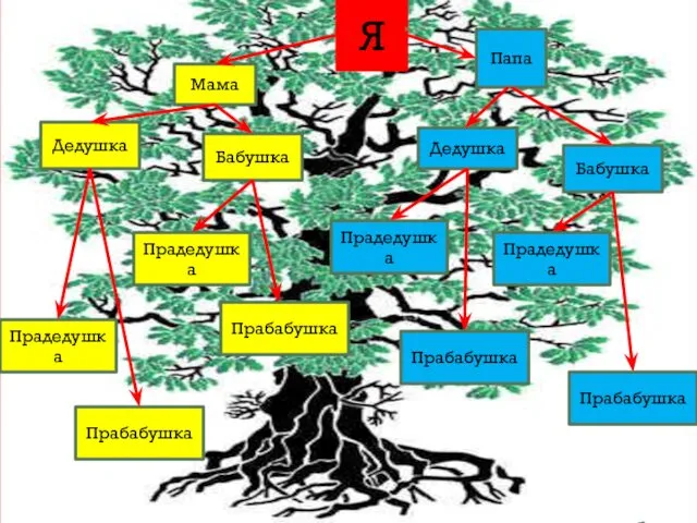 Я Мама Папа Бабушка Дедушка Дедушка Бабушка Прадедушка Прабабушка Прадедушка Прабабушка Прадедушка Прабабушка Прадедушка Прабабушка