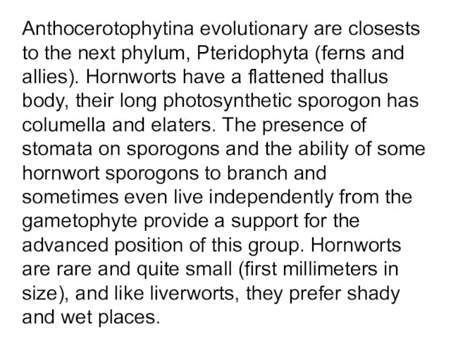 Anthocerotophytina evolutionary are closests to the next phylum, Pteridophyta (ferns and