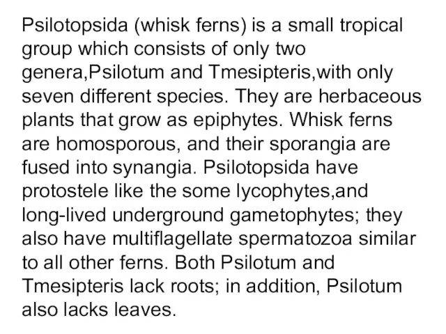 Psilotopsida (whisk ferns) is a small tropical group which consists of