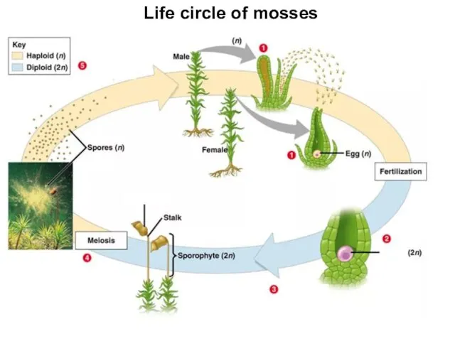 Life circle of mosses