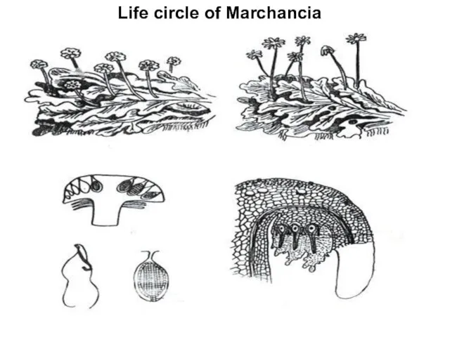 Life circle of Marchancia