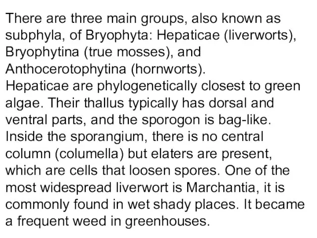 There are three main groups, also known as subphyla, of Bryophyta:
