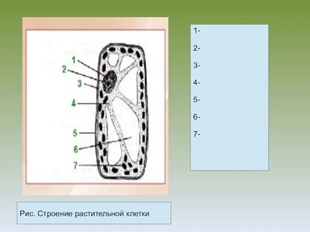 Рис. Строение растительной клетки 1- 2- 3- 4- 5- 6- 7-