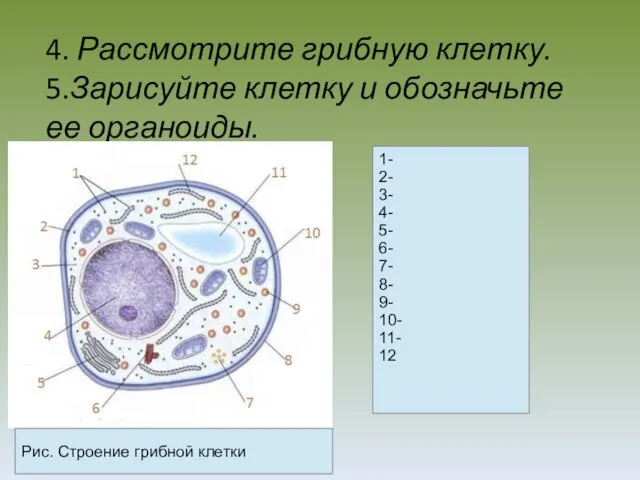 4. Рассмотрите грибную клетку. 5.Зарисуйте клетку и обозначьте ее органоиды. Рис.