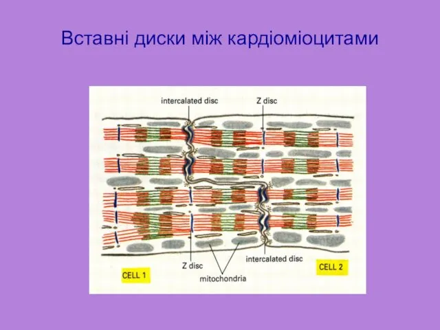 Вставні диски між кардіоміоцитами