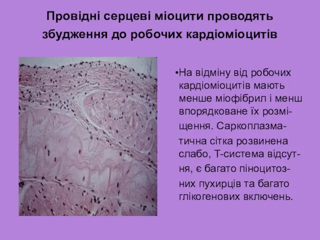 Провідні серцеві міоцити проводять збудження до робочих кардіоміоцитів На відміну від