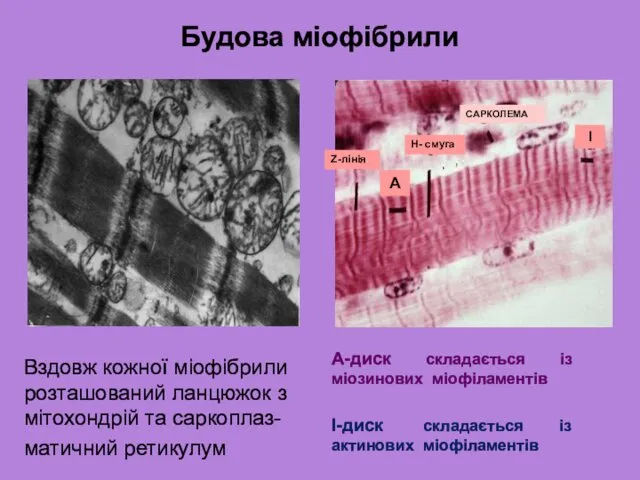 Будова міофібрили Вздовж кожної міофібрили розташований ланцюжок з мітохондрій та саркоплаз-