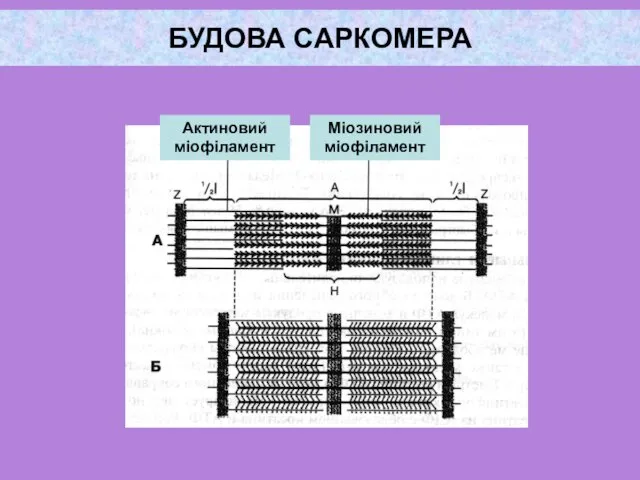 БУДОВА САРКОМЕРА Актиновий міофіламент Міозиновий міофіламент