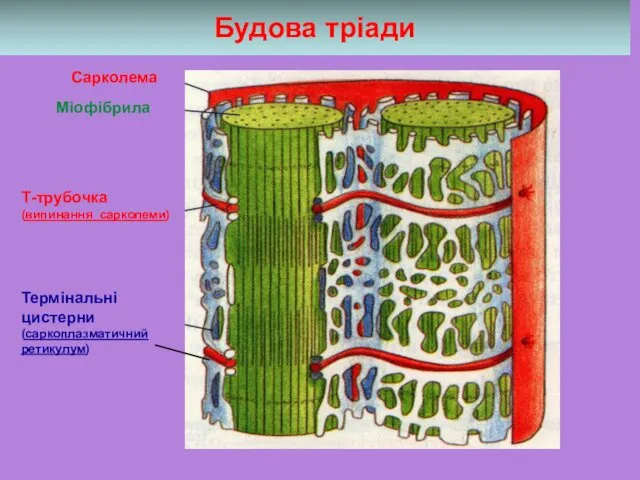 Будова тріади Сарколема Міофібрила Т-трубочка (випинання сарколеми) Термінальні цистерни (саркоплазматичний ретикулум)