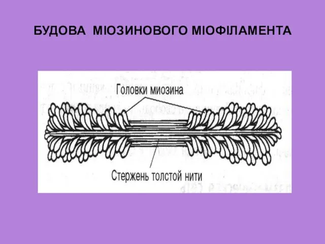 БУДОВА МІОЗИНОВОГО МІОФІЛАМЕНТА