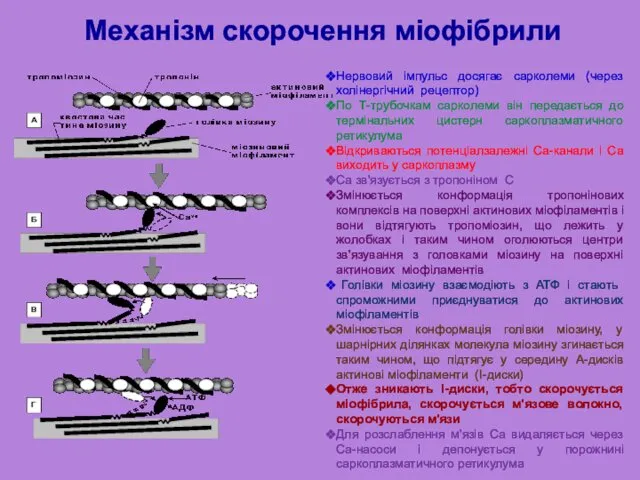 Механізм скорочення міофібрили Нервовий імпульс досягає сарколеми (через холінергічний рецептор) По