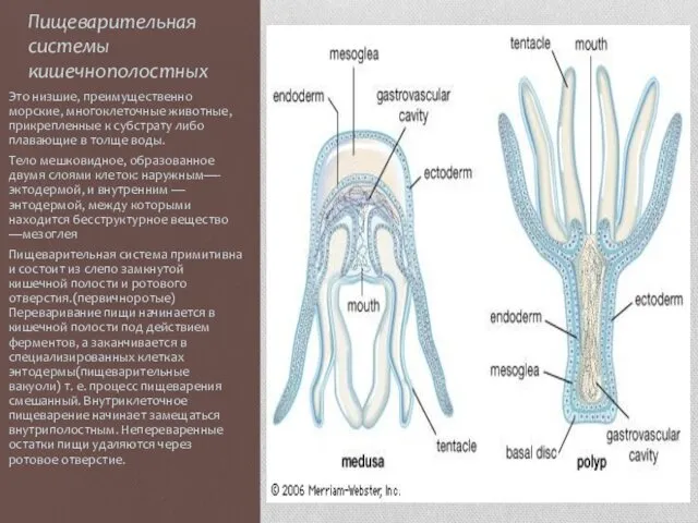 Пищеварительная системы кишечнополостных Это низшие, преимущественно морские, многоклеточные животные, прикрепленные к
