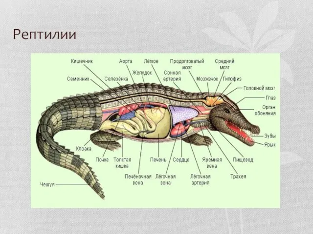 Рептилии