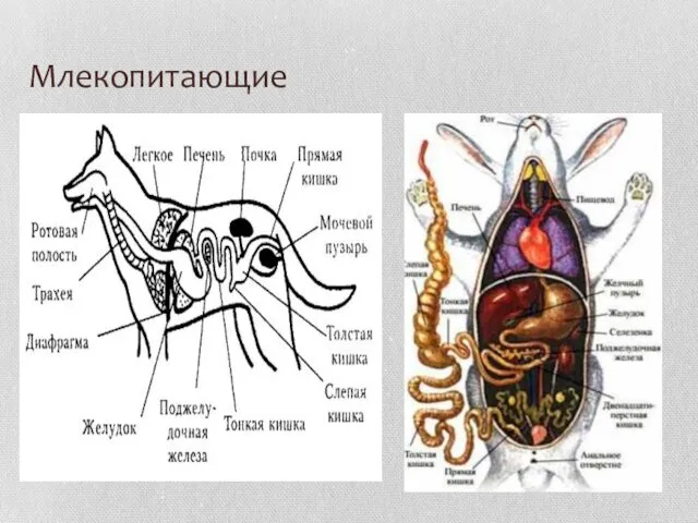 Млекопитающие