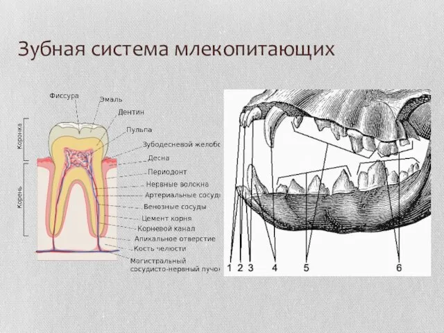 Зубная система млекопитающих