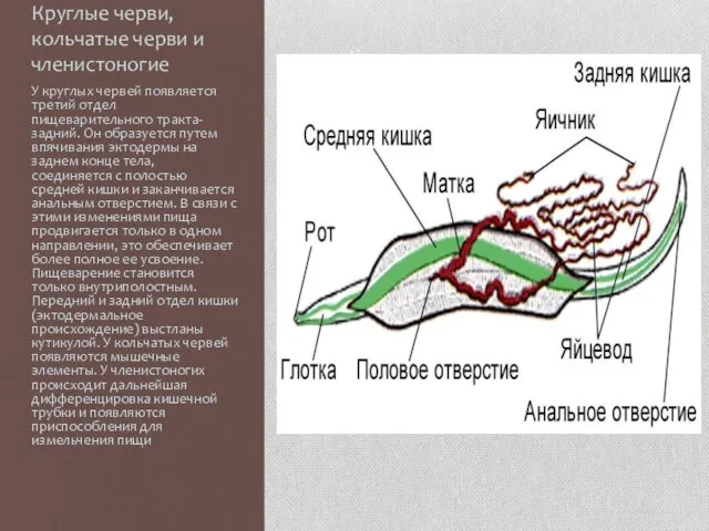 Круглые черви, кольчатые черви и членистоногие У круглых червей появляется третий