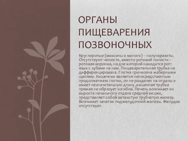 Круглоротые (миксины и миноги) – полупаразиты. Отсутствуют челюсти, вместо ротовой полости