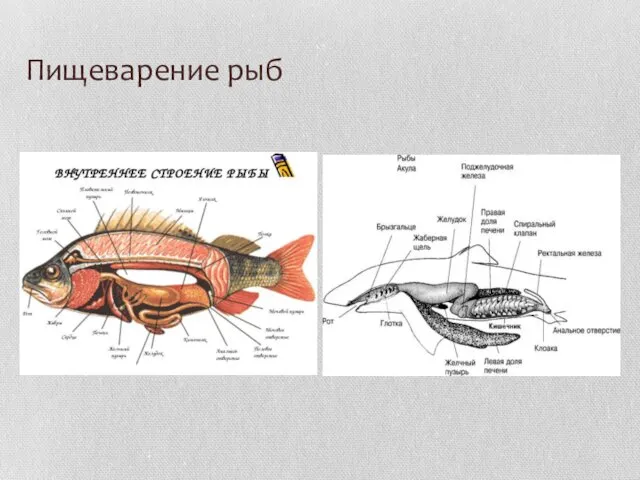 Пищеварение рыб