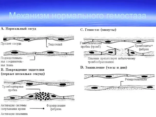 Механизм нормального гемостаза