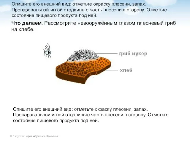 Опишите его внешний вид: отметьте окраску плесени, запах. Препаровальной иглой отодвиньте