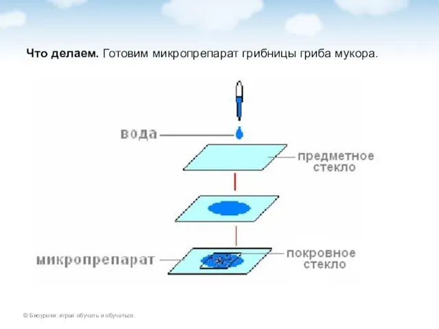 Что делаем. Готовим микропрепарат грибницы гриба мукора.