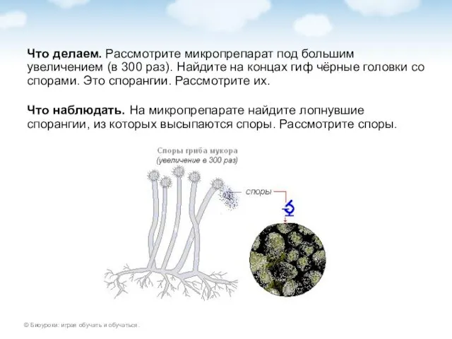 Что делаем. Рассмотрите микропрепарат под большим увеличением (в 300 раз). Найдите