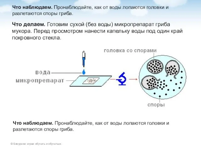 Что наблюдаем. Пронаблюдайте, как от воды лопаются головки и разлетаются споры