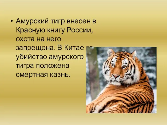 Амурский тигр внесен в Красную книгу России, охота на него запрещена.