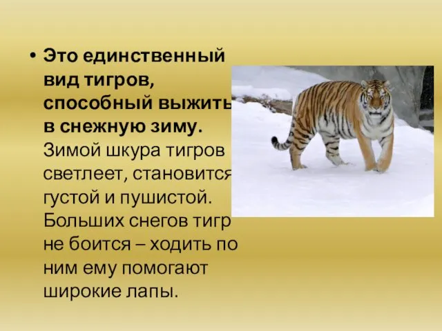 Это единственный вид тигров, способный выжить в снежную зиму. Зимой шкура