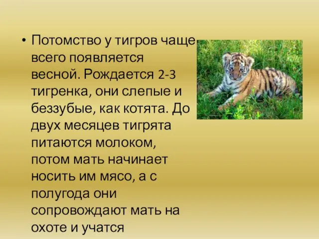 Потомство у тигров чаще всего появляется весной. Рождается 2-3 тигренка, они