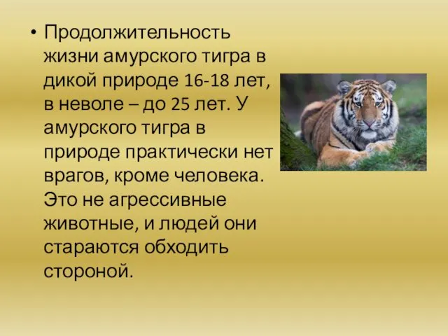 Продолжительность жизни амурского тигра в дикой природе 16-18 лет, в неволе