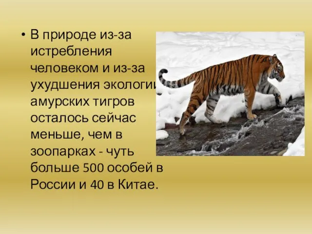 В природе из-за истребления человеком и из-за ухудшения экологии амурских тигров