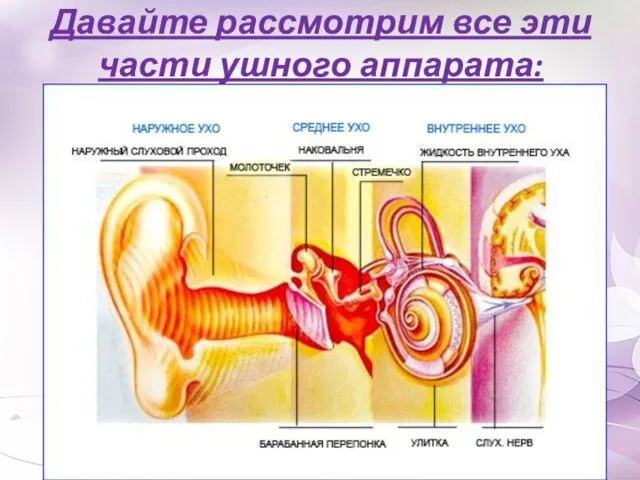 Давайте рассмотрим все эти части ушного аппарата: