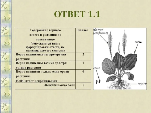 ОТВЕТ 1.1