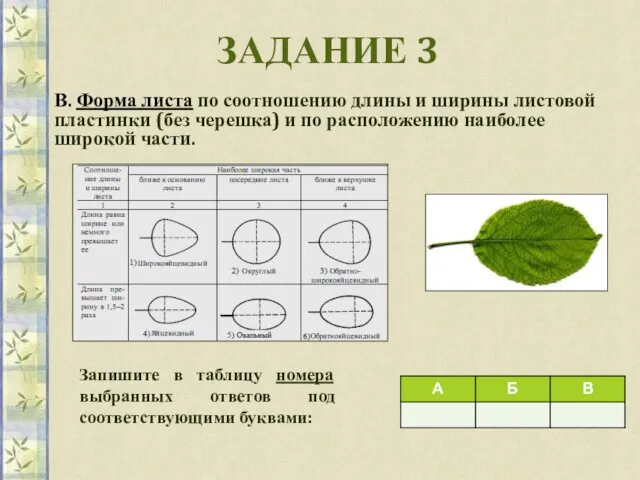 ЗАДАНИЕ 3 В. Форма листа по соотношению длины и ширины листовой