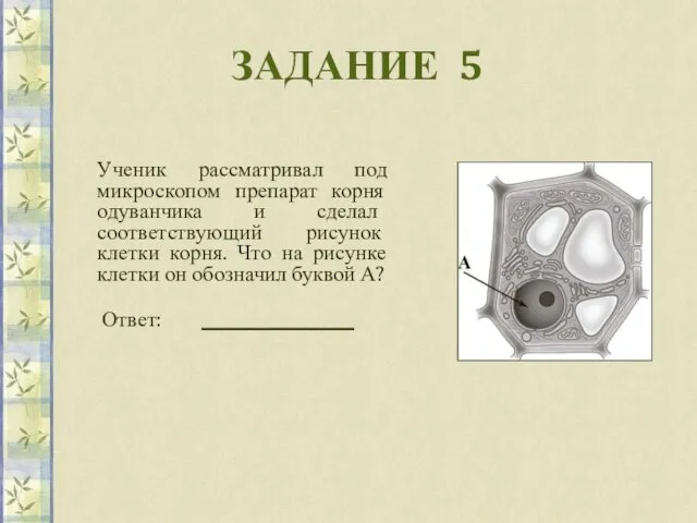 ЗАДАНИЕ 5 Ученик рассматривал под микроскопом препарат корня одуванчика и сделал