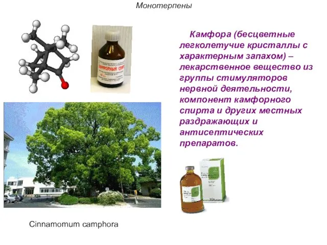 Монотерпены Камфора (бесцветные легколетучие кристаллы с характерным запахом) – лекарственное вещество