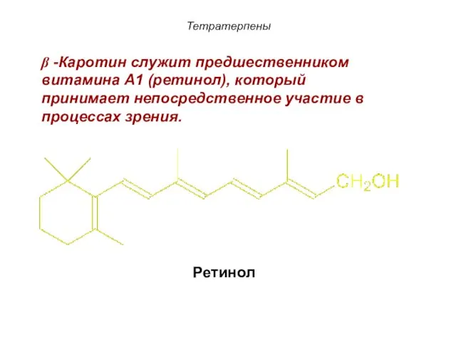 Тетратерпены β -Каротин служит предшественником витамина А1 (ретинол), который принимает непосредственное участие в процессах зрения. Ретинол
