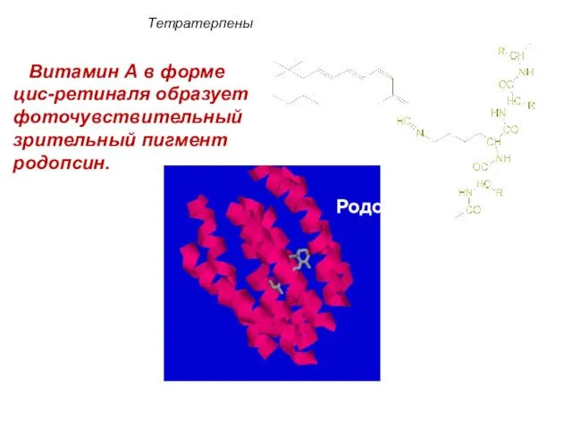 Родопсин Витамин А в форме цис-ретиналя образует фоточувствительный зрительный пигмент родопсин. Тетратерпены