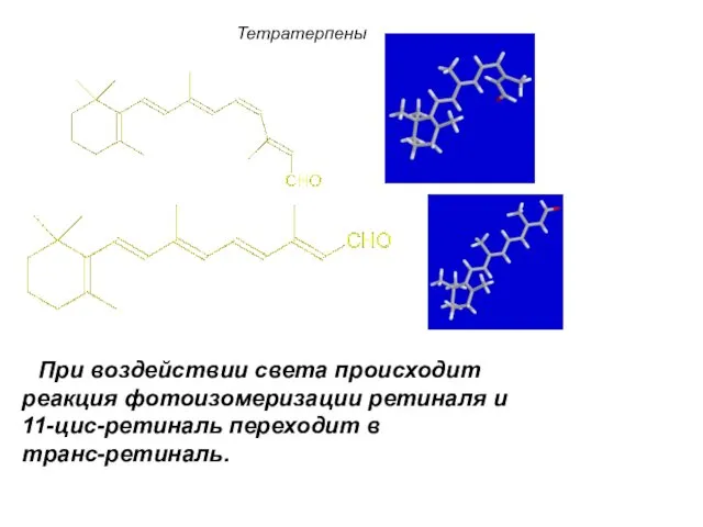 11-цис-ретиналь Транс-ретиналь При воздействии света происходит реакция фотоизомеризации ретиналя и 11-цис-ретиналь переходит в транс-ретиналь. Тетратерпены