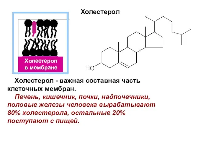 Холестерол Холестерол - важная составная часть клеточных мембран. Печень, кишечник, почки,