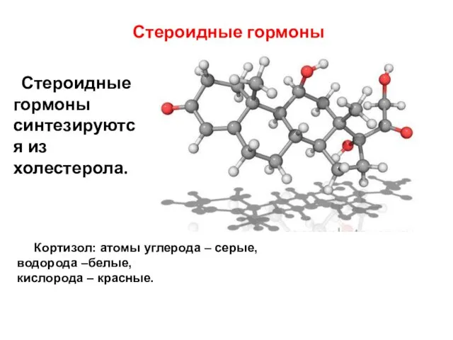 Стероидные гормоны Стероидные гормоны синтезируются из холестерола. Кортизол: атомы углерода –