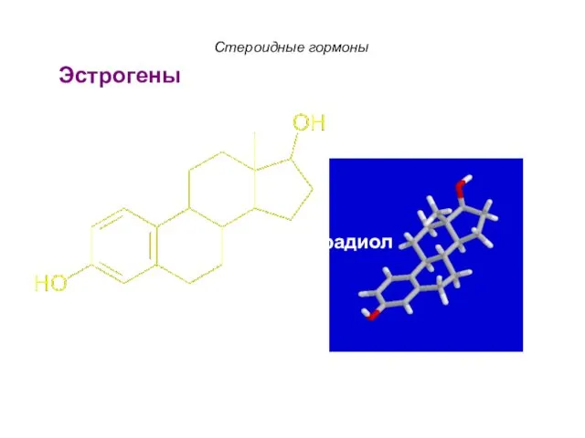 17-β-Эстрадиол Эстрогены Стероидные гормоны