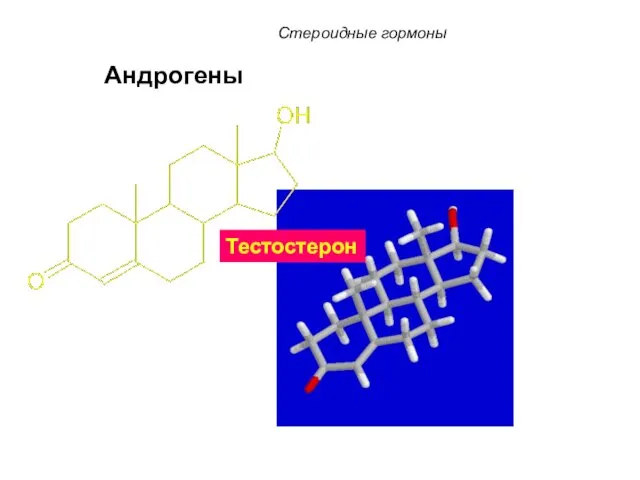 Тестостерон Андрогены Стероидные гормоны
