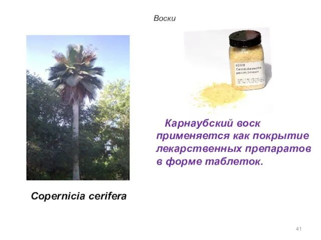 Copernicia cerifera Карнаубский воск применяется как покрытие лекарственных препаратов в форме таблеток. Воски