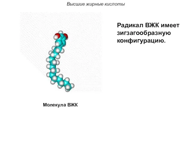 Высшие жирные кислоты Молекула ВЖК Радикал ВЖК имеет зигзагообразную конфигурацию.