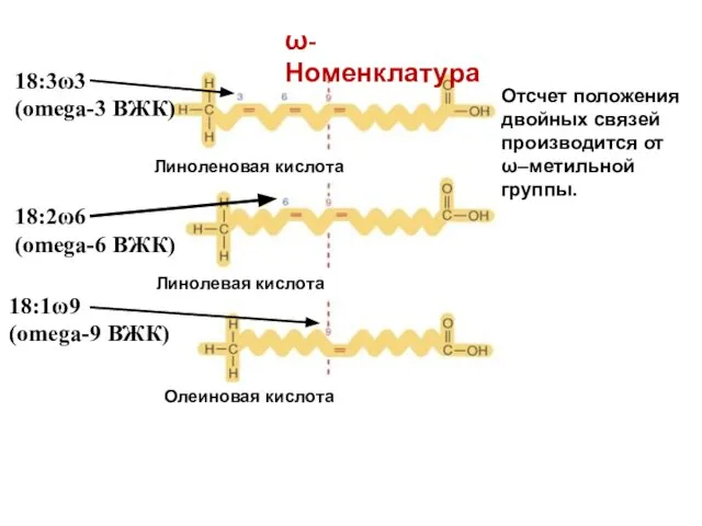 18:3ω3 (оmega-3 ВЖК) 18:2ω6 (оmega-6 ВЖК) 18:1ω9 (оmega-9 ВЖК) ω-Номенклатура Олеиновая