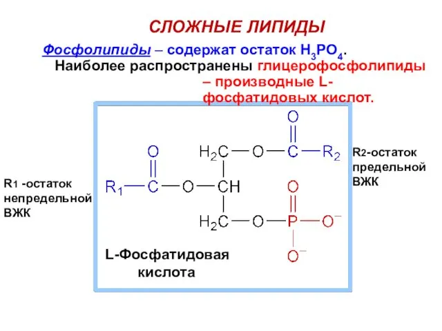 Фосфолипиды – содержат остаток Н3РО4. Наиболее распространены глицерофосфолипиды – производные L-фосфатидовых