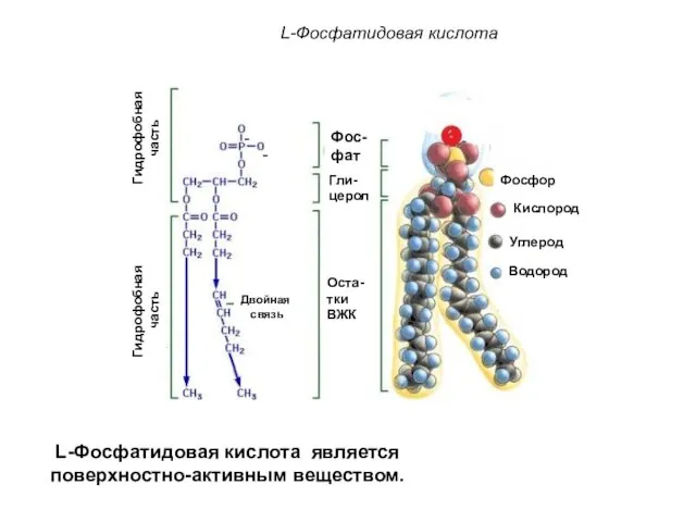 L-Фосфатидовая кислота - - Гидрофобная часть Гидрофобная часть Двойная связь Оста-